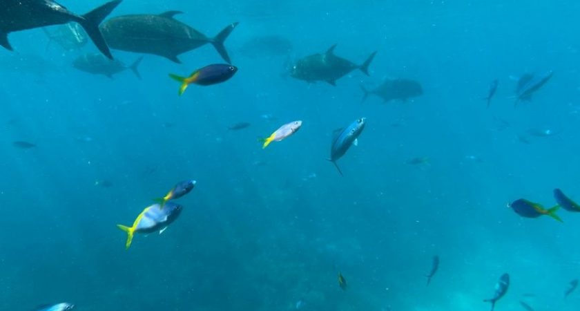 abzu trophy guide